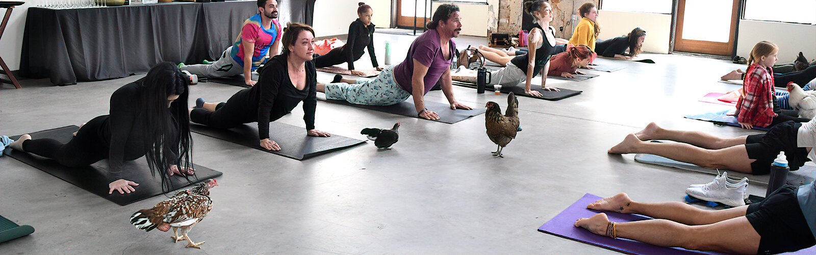 The chickens at Hotel Haya’s chicken yoga class are domesticated fowl abandoned in Ybor and rehomed at the Ybor Misfits Microsanctuary.