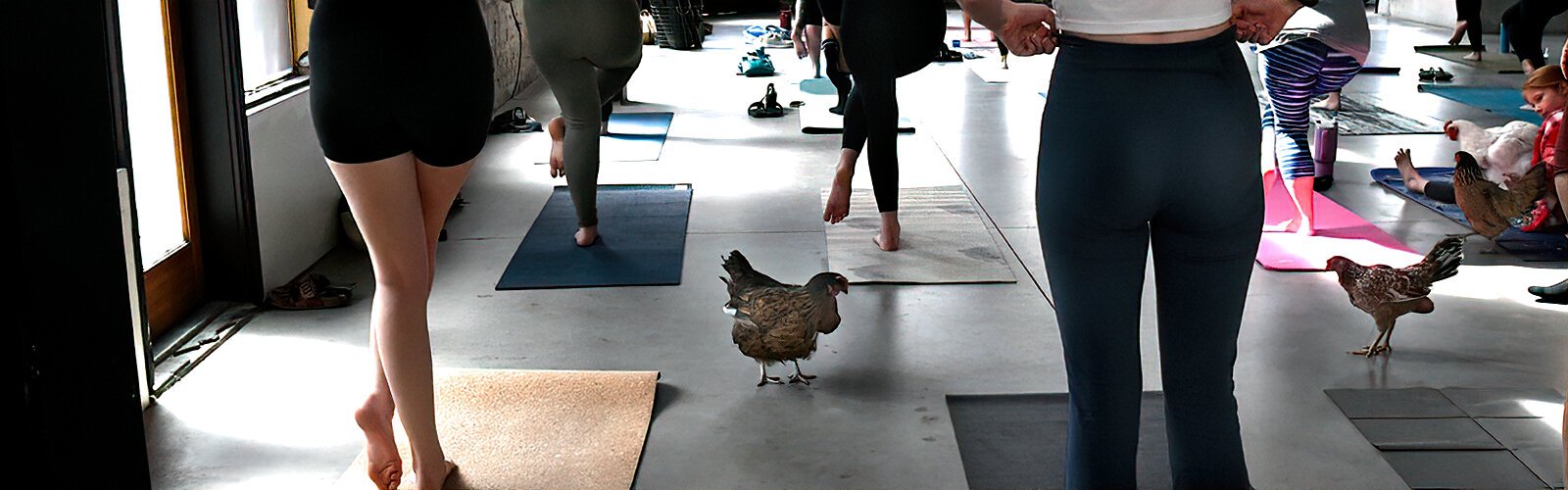 Wearing chicken diapers from Etsy, several Ybor chickens roam freely through the chicken yoga class in the Valencia Ballroom of Hotel Haya.