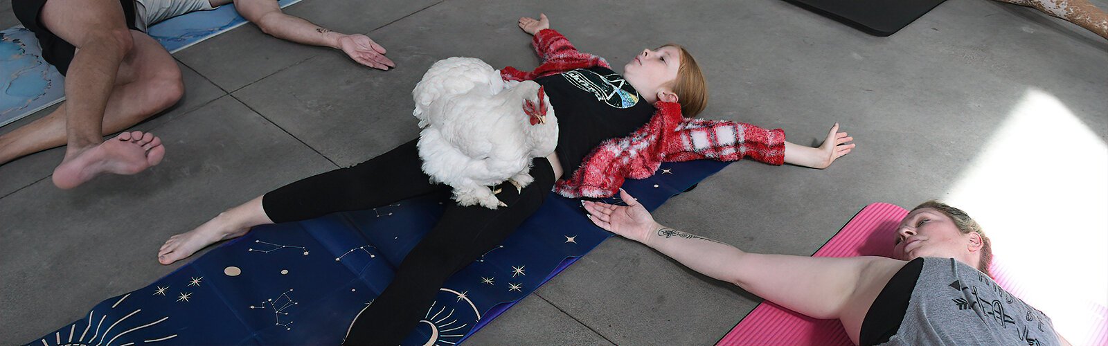 Marshmallow enjoys a resting spot on Vivienne, 8, who relishes the hen’s comforting presence.