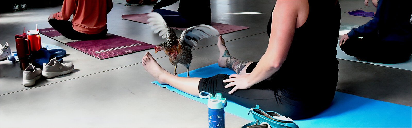 The chicken yoga class’s combination of community yoga and feathered friends makes for a relaxing hour and a welcome touch of eccentricity.