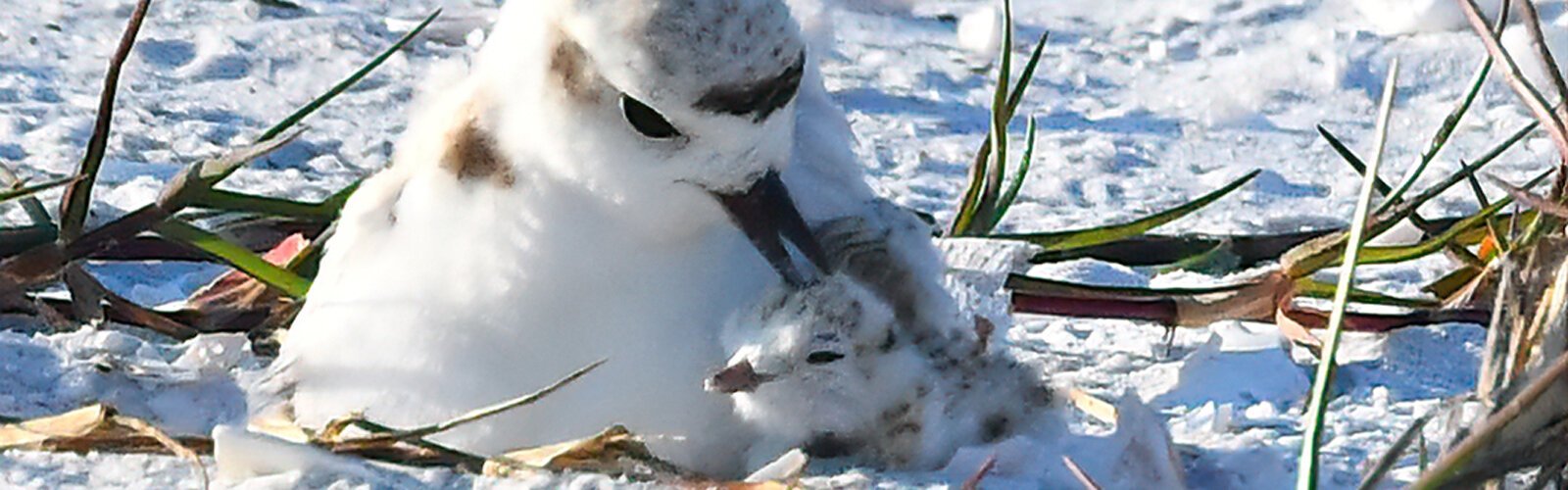 A snowy plover and a newly hatched chick during the 2022 bird nesting season.