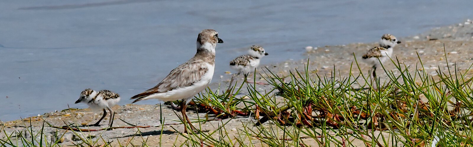 Three Wilson’s plover hatchlings forage for tiny insects under the supervision of their mother. They are described as precocial because they start feeding on their own soon after hatching, just like ducklings. This species is also protected by law.