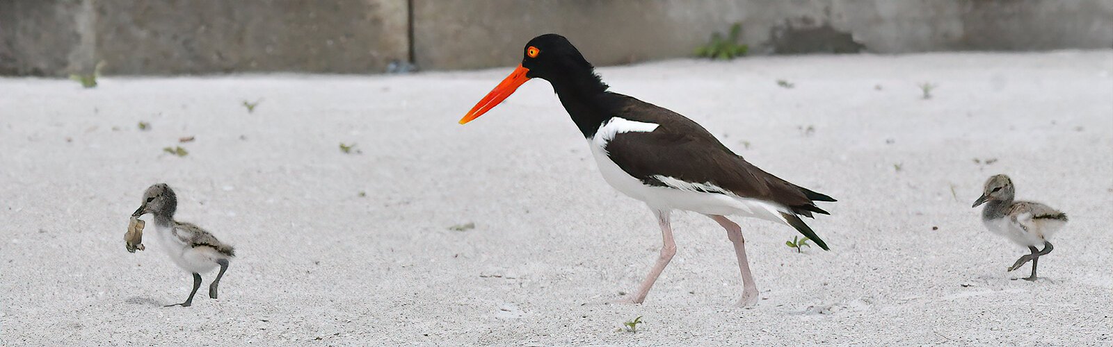 An American oystercatcher parent tends to its two chicks. We can share our crowded beaches by not disrupting these avian parents. If you see injured wildlife contact www.birdsinhelpinghands.org.