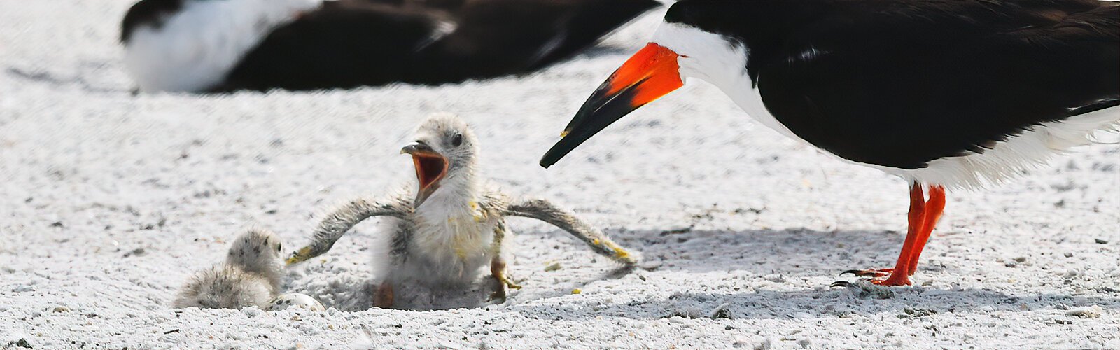 Black skimmers nest in colonies on the shores of Tampa Bay. With a declining population, they are also a protected species that is being helped by Audubon volunteers. Got to www.audubon.org to find a local chapter.