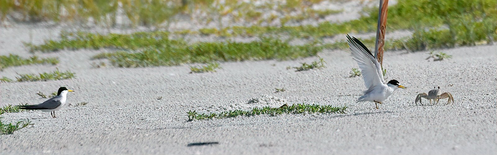 A least tern tries to scare away a ghost crab from its nest in the sand. These crabs, along with crows and gulls, are predators that eat shorebirds' eggs and chicks. 