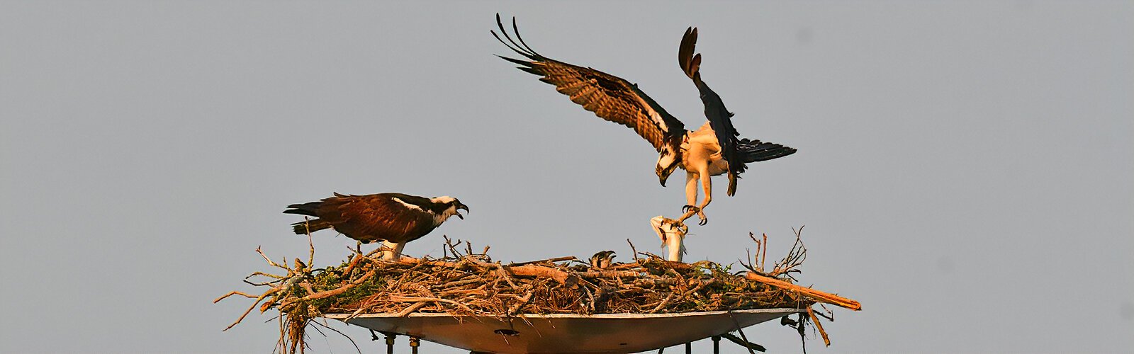 An osprey dad brings back a fish he caught in the bay to feed his chick, which is half-hidden in their large nest made of sticks and moss. If you see a sick or injured raptor, contact www.Raptorcenteroftampabay.org.
