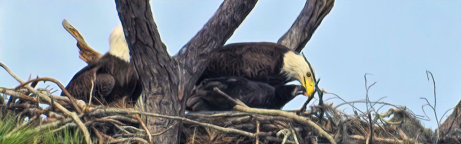A bald eagle mom feeds her eaglet in the nest. The largest recorded nest, found near St Petersburg, was 9 -ft-wide, 20-ft-deep and weighed over two tons. For more information on the Audubon EagleWatch program visit cbop.audubon.org.