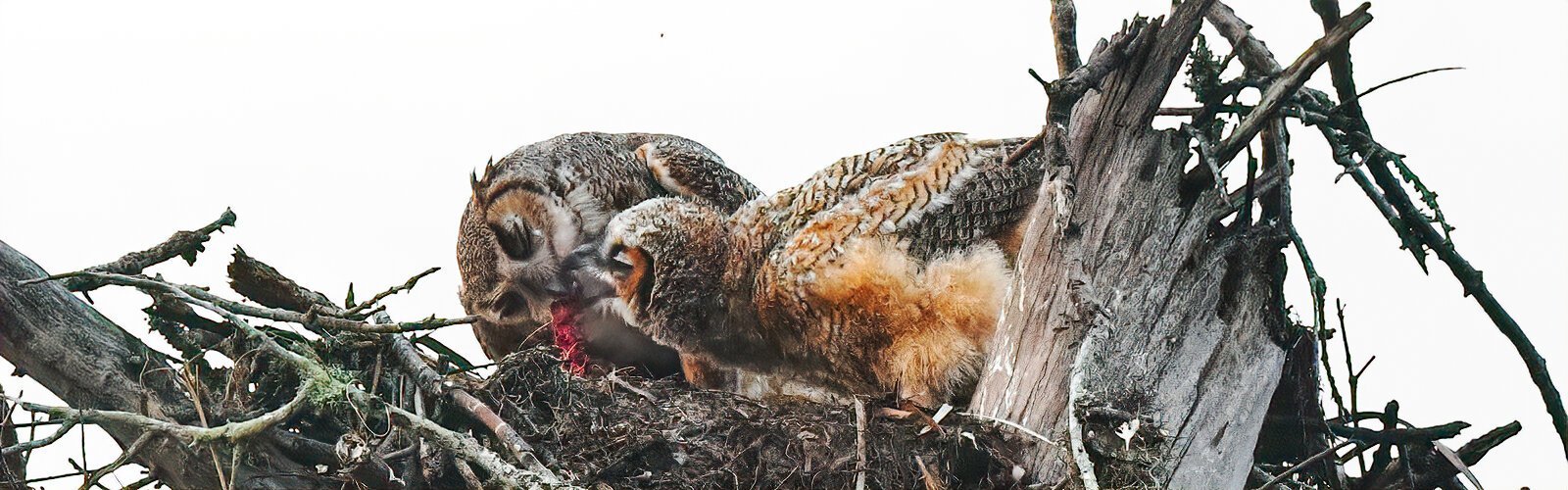 Great-horned owl mom and owlet feed on meat, probably a rodent, their main staple. Unfortunately, the use of rat poison has become a plague for owls across the U.S. as they often fall prey to secondary poisoning by eating poisoned rats.