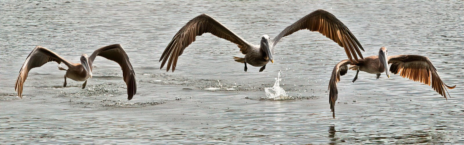 An adult brown pelican takes two fledged juveniles for a diving lesson Young pelicans are attracted to fishing piers where they get entangled by hooks and fishing lines. If you see entangled pelicans contact www.friendsofthepelicans.org.