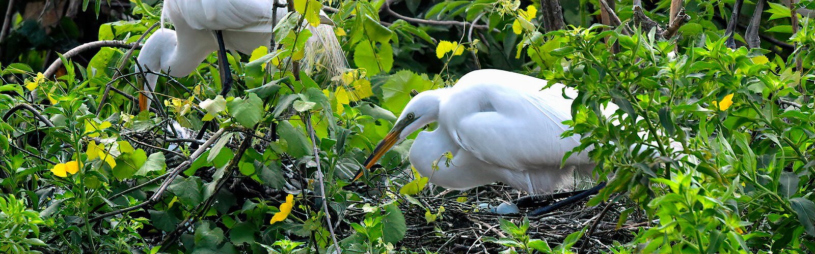 Great egrets nest in rookeries with other wading birds, usually surrounded by water as a precaution against predators like raccoons. Both parents take turns incubating their blue eggs for about four weeks.