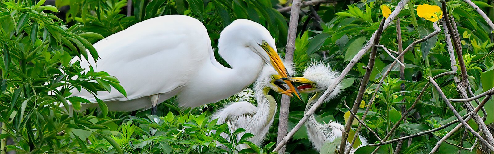 Having just returned to the nest, this great egret is quickly harassed by her two hungry chicks aggressively yanking at her bill. This activates the fish-regurgitation process from her bill into theirs. 