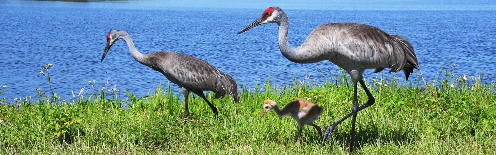 Foraging with mom and dad, a tiny sandhill crane colt learns and gets fed by both its devoted parents. Loss of habitat forces cranes to encroach on suburban areas where many dangers await them, and sometimes accidental death.