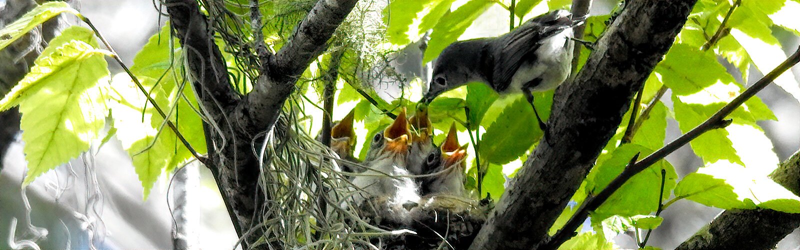 Songbirds may be smaller but they’re just as busy when it comes to feeding their brood. Breeding in trees, both blue-gray gnatcatcher parents take turn bringing insects and juicy grubs to their hungry chicks.