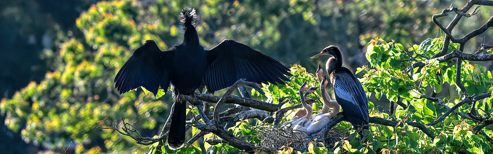 Looking royal with his breeding plumage catching the light, an anhinga dad prepares to take flight now that the mom has returned. Mom is being assailed by four impatient chicks, who can’t wait to shove their heads into her throat to get food.